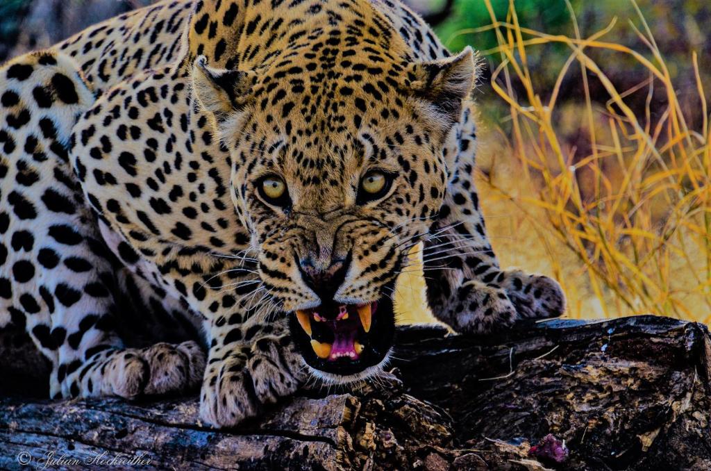 a leopard laying on a rock with its mouth open at Aloegrove Safari Lodge in Otjiwarongo