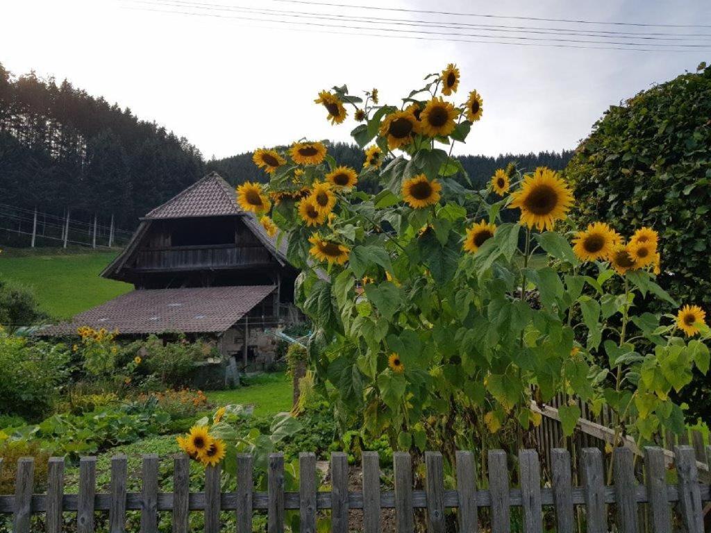 Zahrada ubytování Hotel Walkenstein
