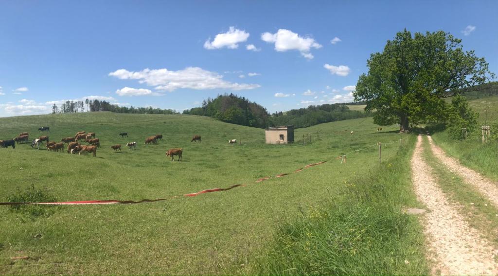 Příroda nedaleko apartmánu