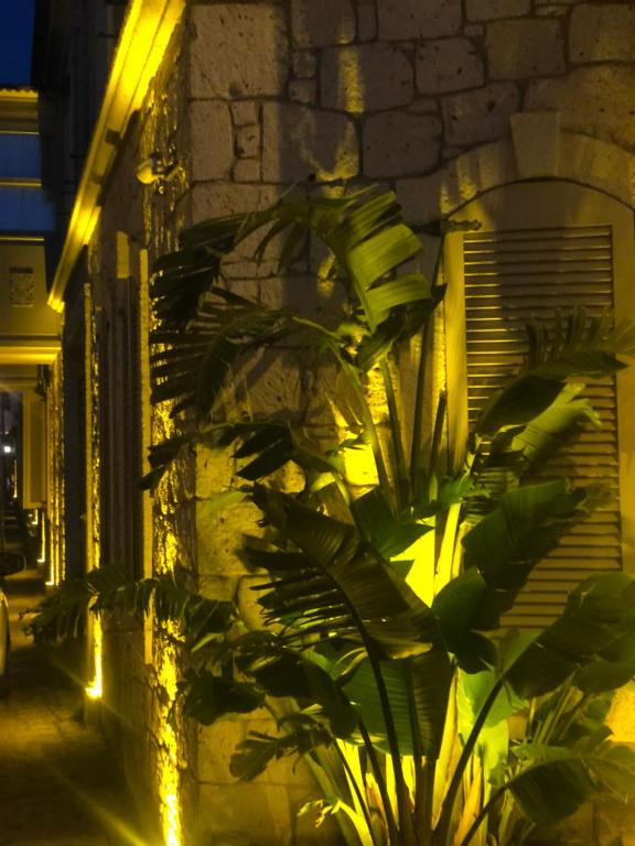 A garden outside Triangulo Hotel