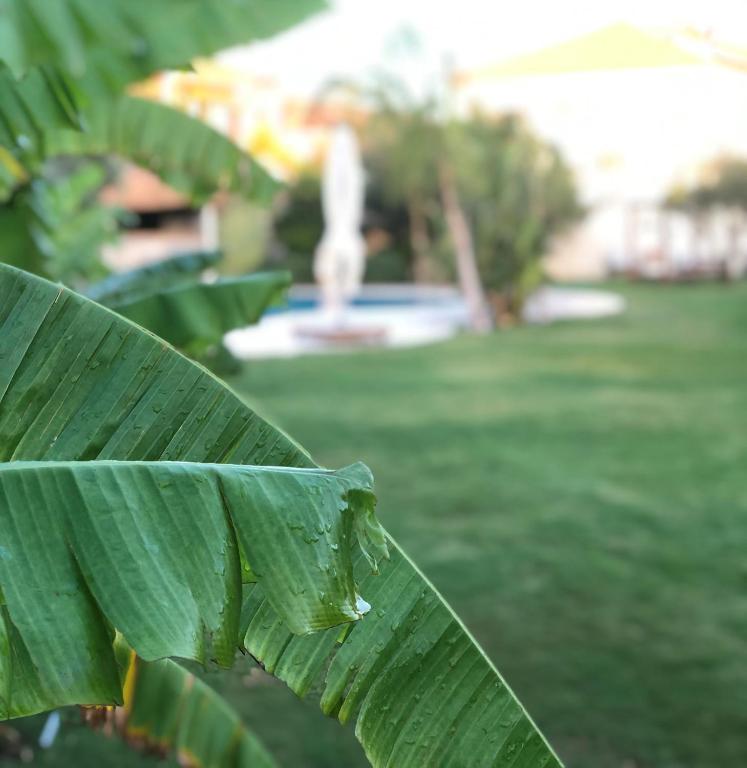 A garden outside Triangulo Hotel