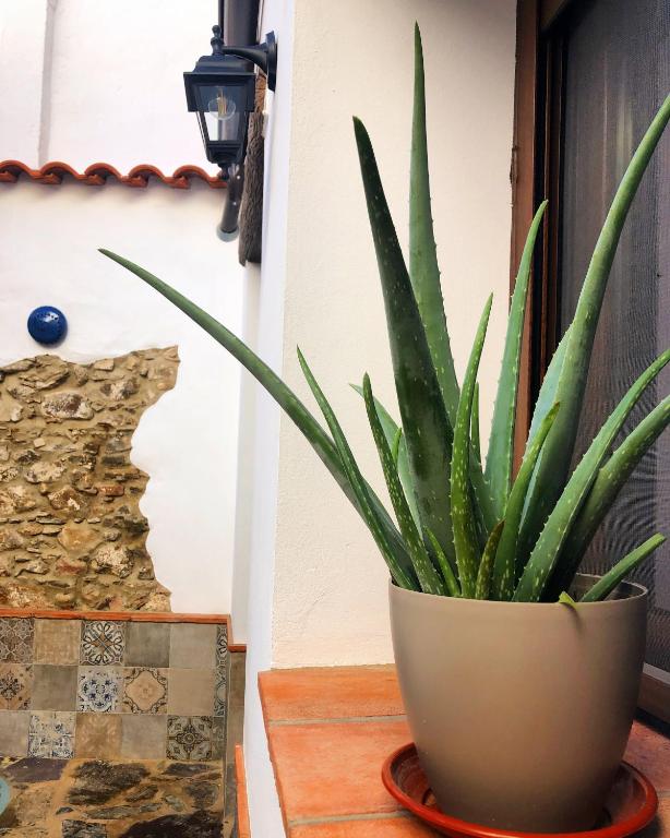 Fotografie z fotogalerie ubytování Tío Genaro v destinaci Cumbres de San Bartolomé