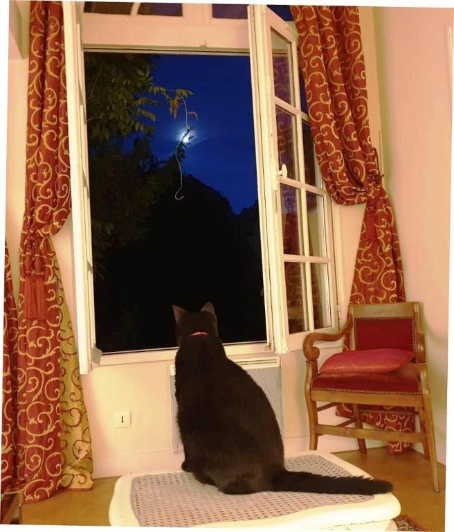 a black cat sitting on a rug in front of a window at L&#39;Orangerie White-Palacio in Versailles