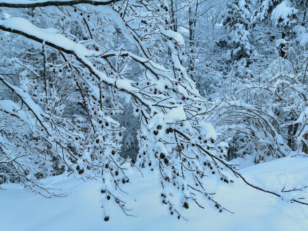 a snow covered tree branch with snow on it at Tarin zov in Kaludjerske Bare