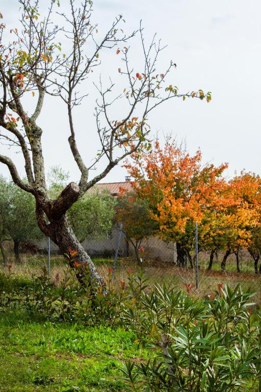Ogród w obiekcie Agriturismo Poggio Degli Ulivi