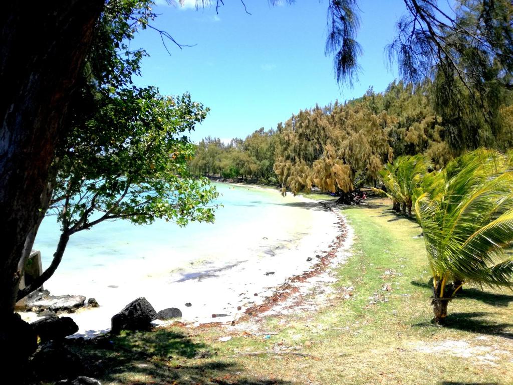una playa con una palmera y el océano en Chambre comte de Saint-Exupéry, en Cap Malheureux