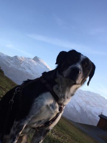 a black and white dog standing in front of a mountain at Hotel Engelberg "mein Trail Hotel" in Engelberg