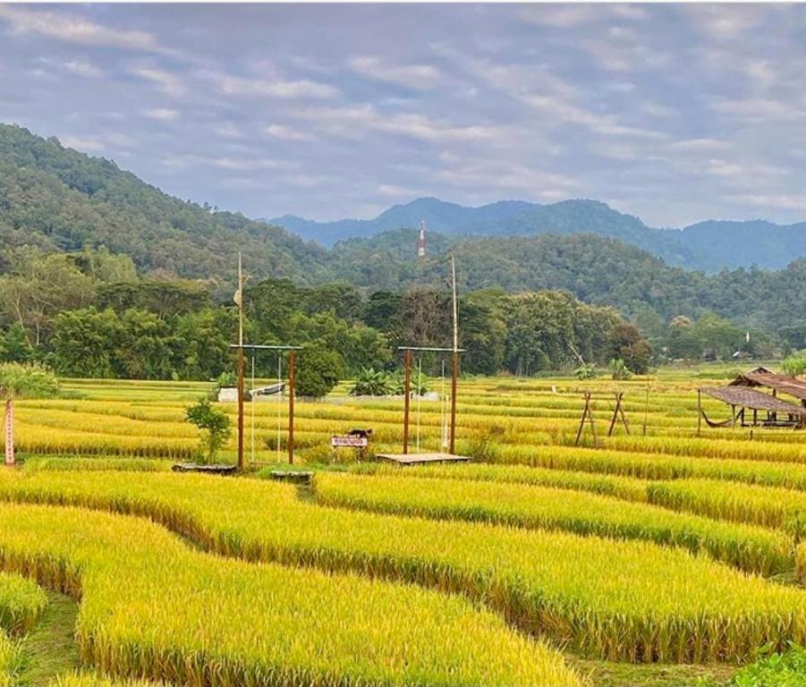 a field of green plants with mountains in the background at Bulunburi Resort in Ban Pong