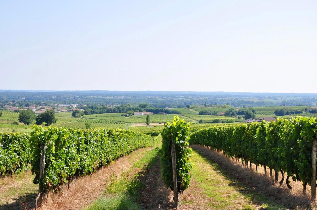 un viñedo con filas de uvas en un campo en CLOS SAINT SAUVEUR - guesthouse au coeur des vignes sur le coteau, en Saint-Pierre-dʼAurillac