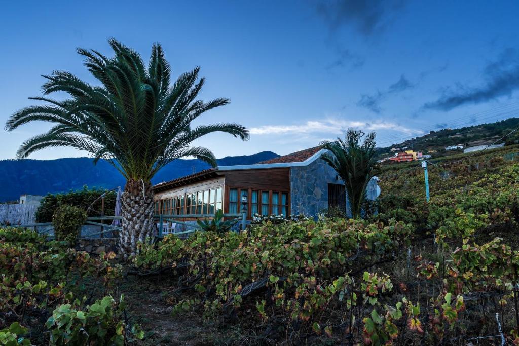 CASA RURAL EL LAGAR TENERIFE في لا أوروتافا: منزل أمامه أشجار نخيل