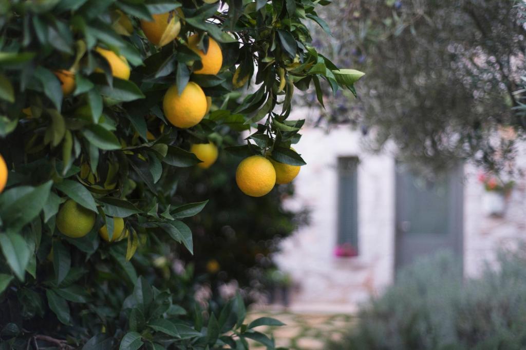 Opora Country Living - 13