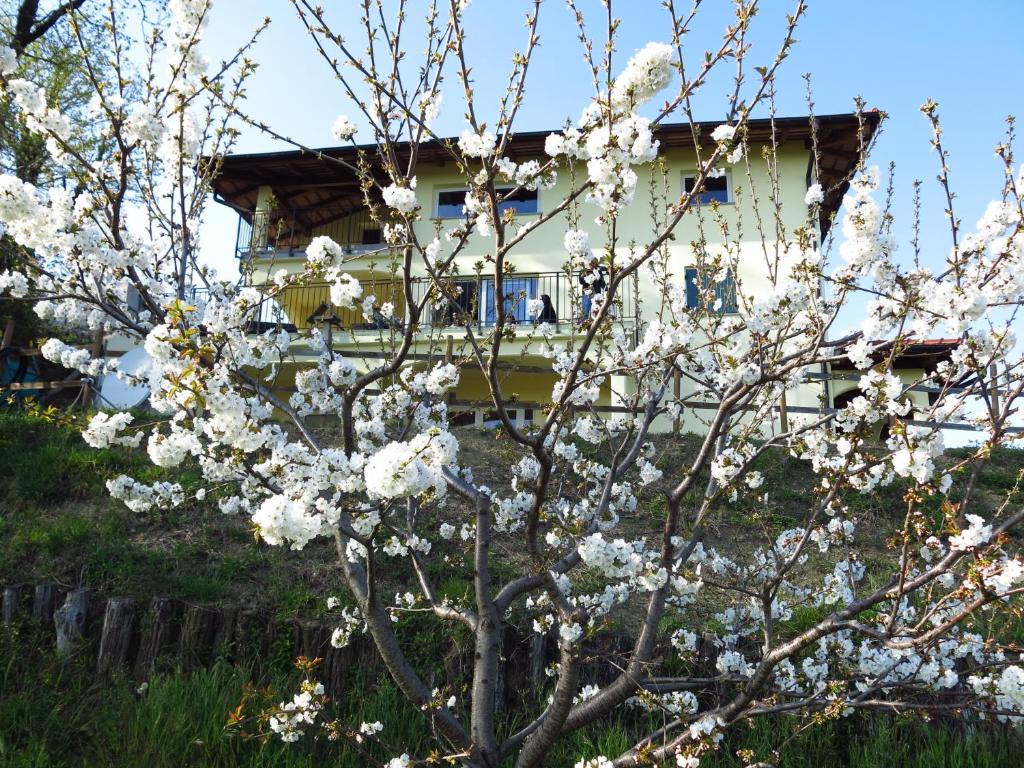 Zahrada ubytování B&B Calligaris