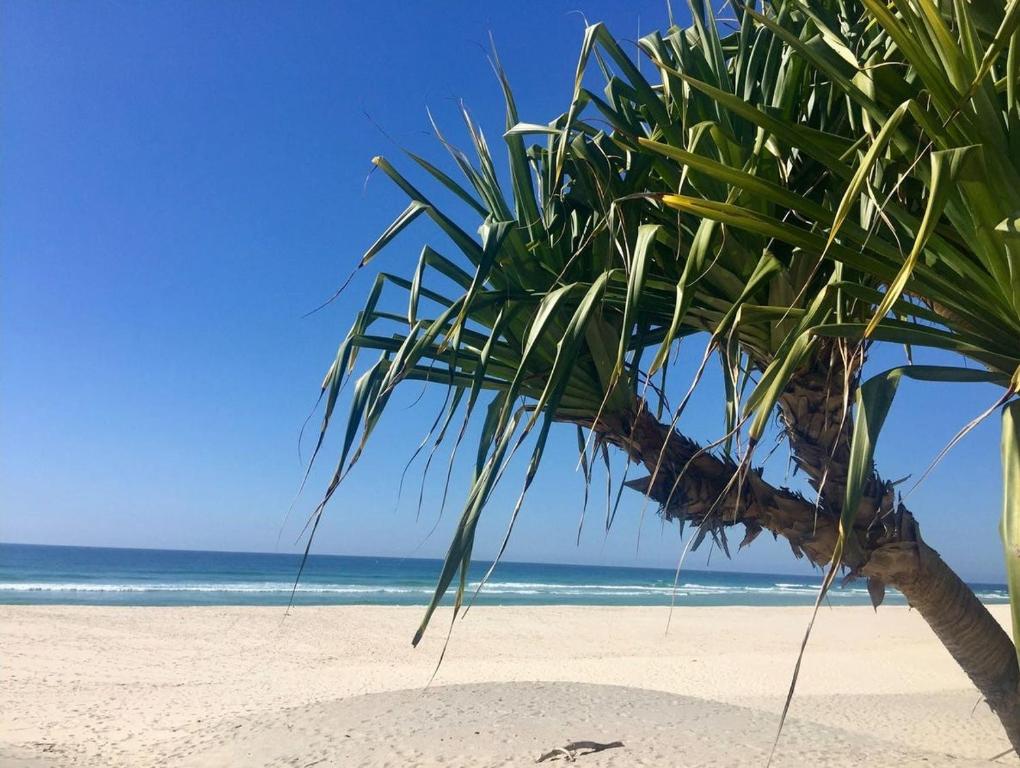 a palm tree on a sandy beach with the ocean at Jarrah by Kingscliff Accommodation in Kingscliff