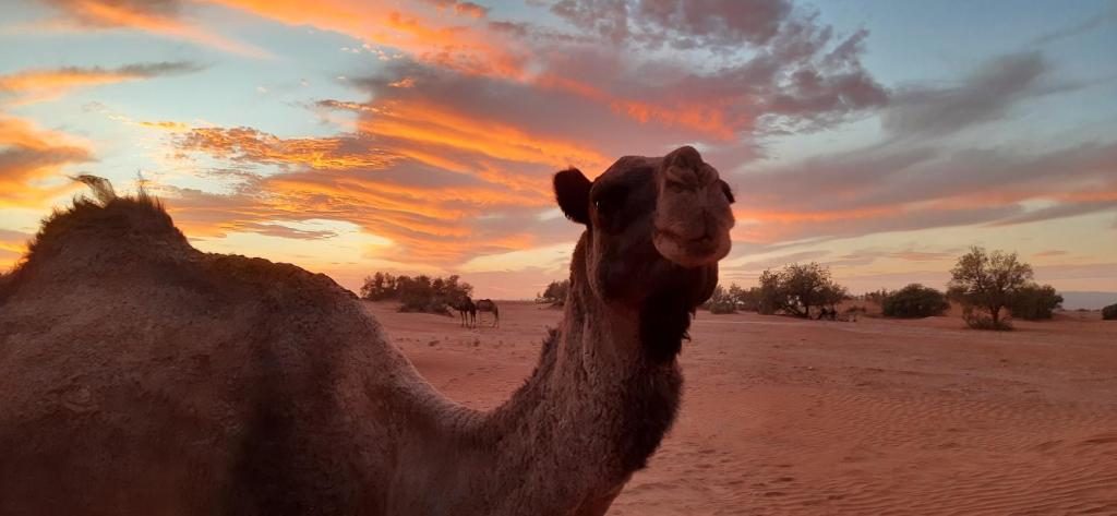 Altri animali domestici presso il bed & breakfast o nei dintorni