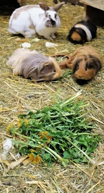 Zvířata v apartmánu nebo okolí