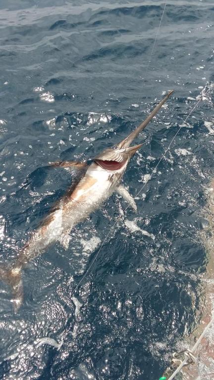 a fish in the water in the ocean at Casa Mafalda in Chioggia