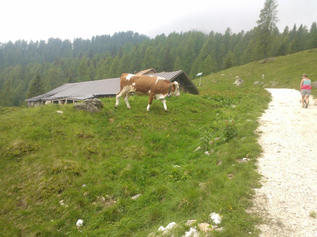 Zvířata v hotelu nebo okolí