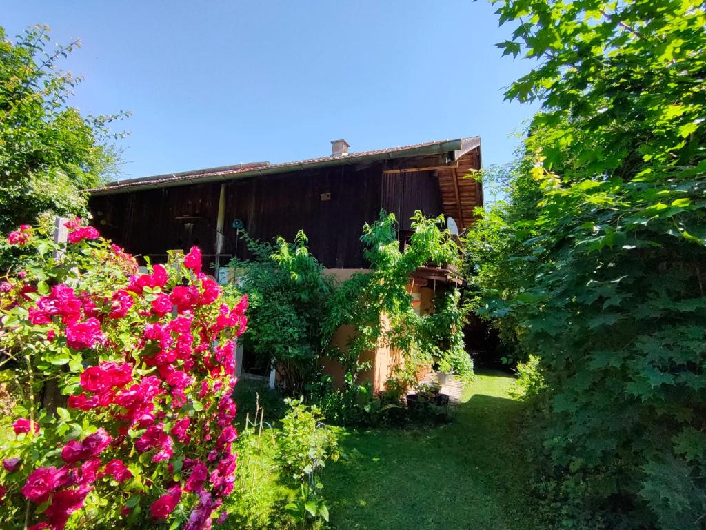 einen Garten mit rosa Blumen vor einem Gebäude in der Unterkunft Gemütliche Ferienwohnung mit Kamin und Garten in Garmisch-Partenkirchen