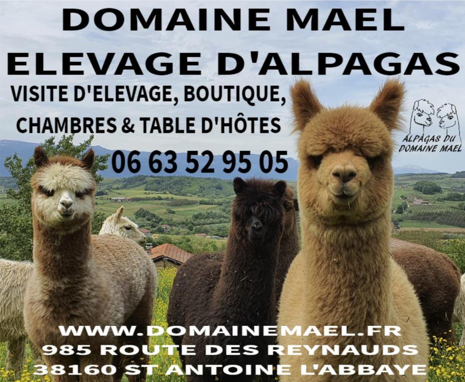 a flyer with a group of llamas in a field at ALPAGAS DU DOMAINE MAEL in Saint-Antoine