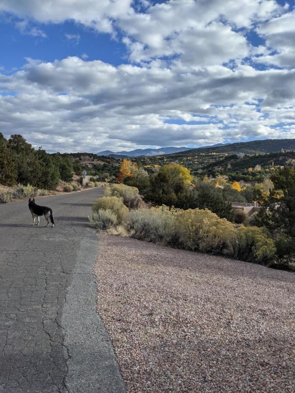 un gato negro caminando por un camino en Studio apartment 15 minute walk to plaza, en Santa Fe