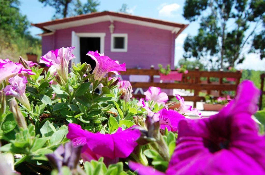 a group of pink flowers in front of a pink house at Agriturismo Poggiocolone in Tuscania