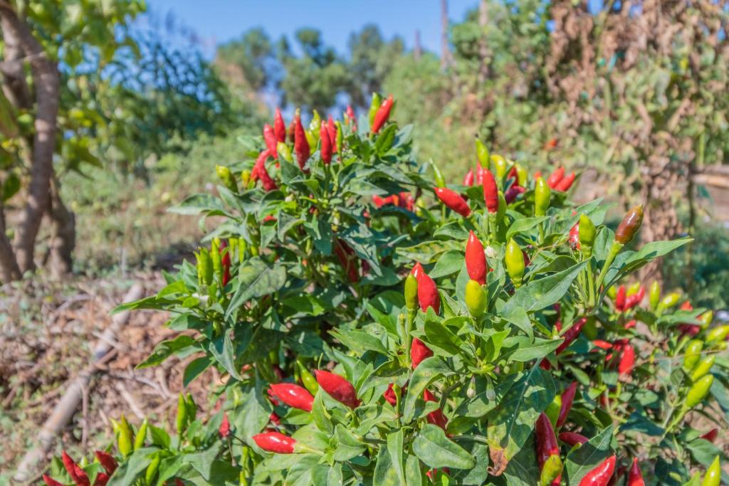 Zahrada ubytování Finca CAN LLORENC by Mallorca Villa Selection