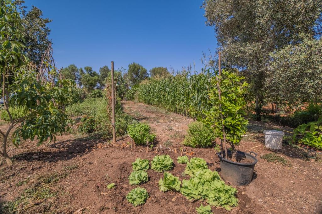 Zahrada ubytování Finca CAN LLORENC by Mallorca Villa Selection