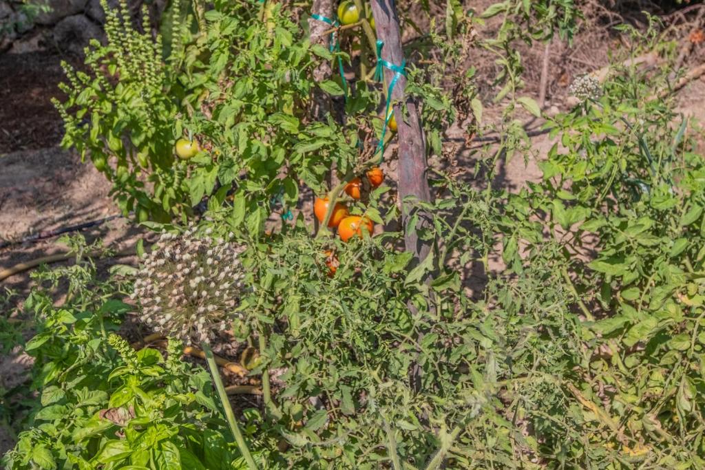 Zahrada ubytování Finca CAN LLORENC by Mallorca Villa Selection