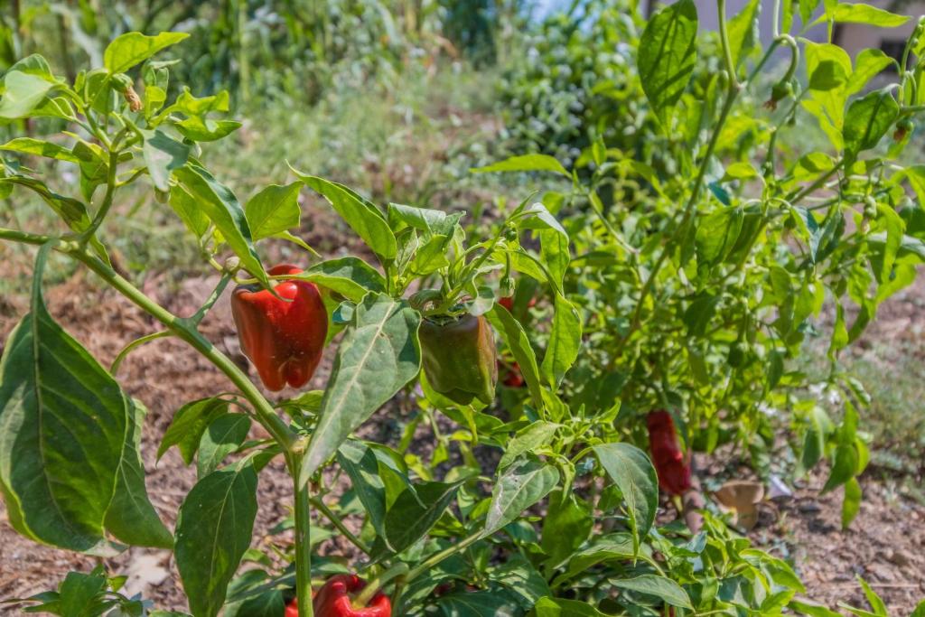 Zahrada ubytování Finca CAN LLORENC by Mallorca Villa Selection