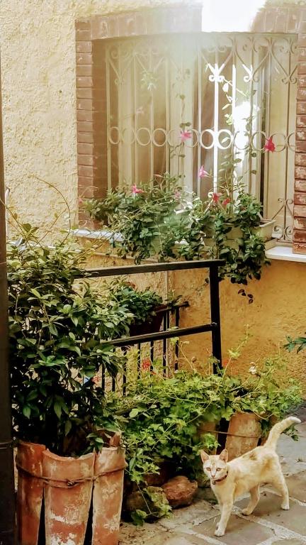 Domácí mazlíčci ubytovaní s hosty v ubytování LE ORIGINI casa in borgo tipico lucano