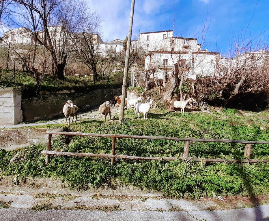 Fotografie z fotogalerie ubytování LE ORIGINI casa in borgo tipico lucano v destinaci Trivigno