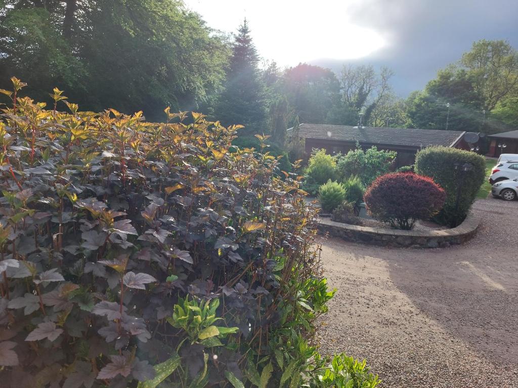 Giardino di The Steadings Log Cabins
