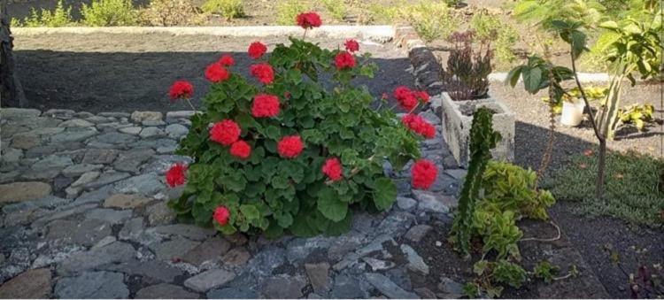 Zahrada ubytování Casa helena