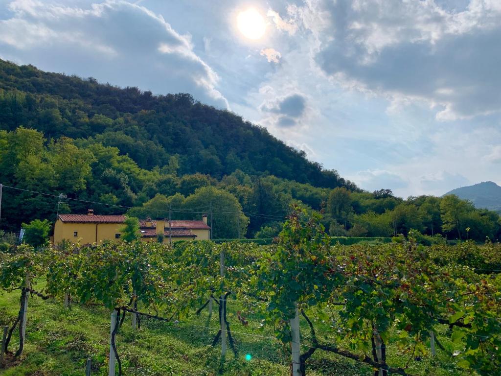 Blick auf einen Weinberg mit der Sonne im Hintergrund in der Unterkunft Euganean Hills Natural Park: Casale Il Boschetto in Torreglia