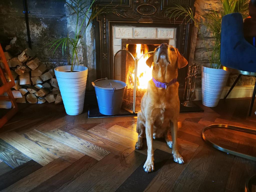 Domácí mazlíčci ubytovaní s hosty v ubytování The Balerno Inn