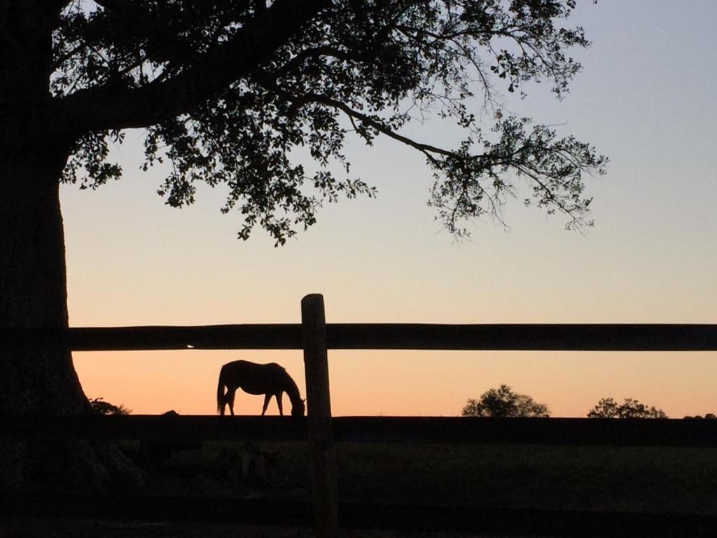Koń stojący za płotem o zachodzie słońca w obiekcie The Farmhouse Inn w mieście Madison