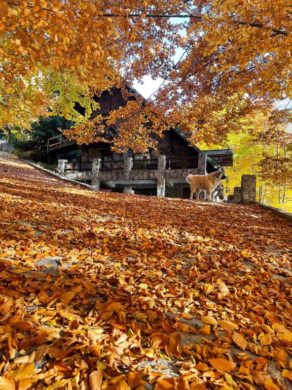 a dog standing in a pile of leaves in front of a cabin at Pensiunea Lac in Arefu