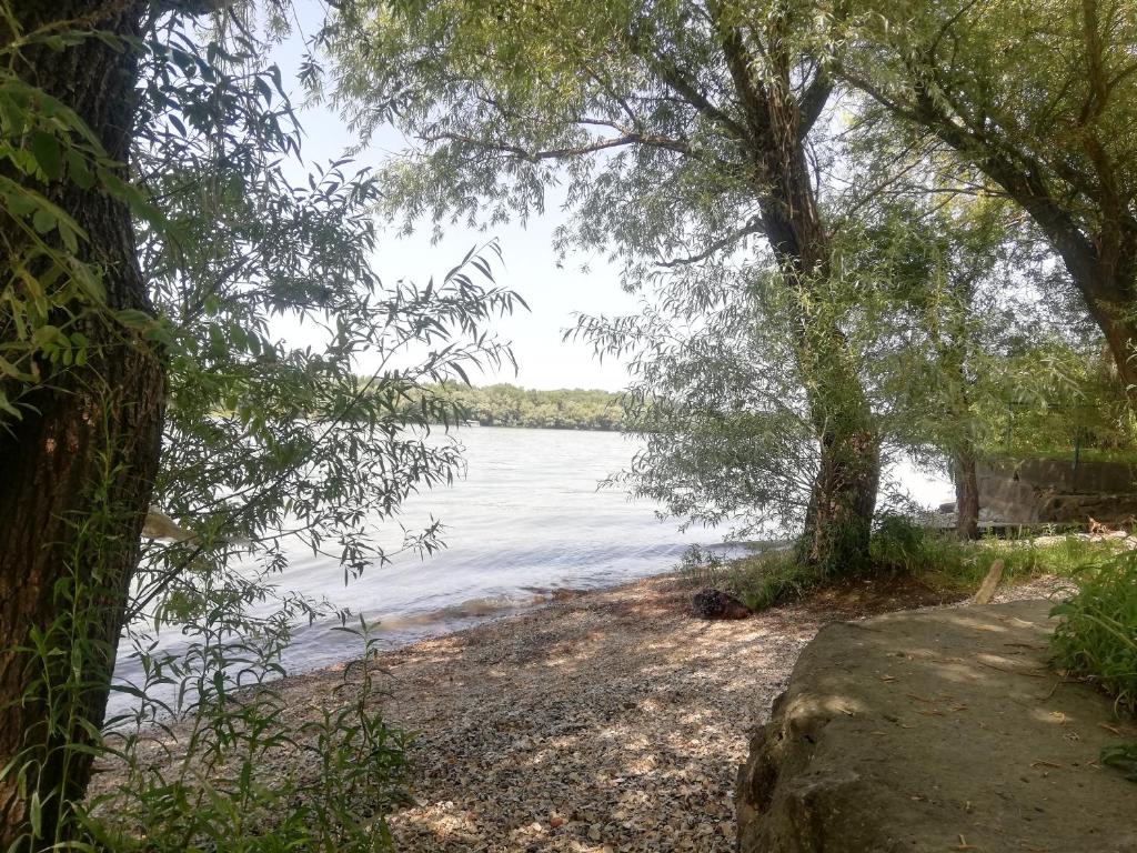 a view of a body of water through trees at Bocke Beach House in Novi Sad