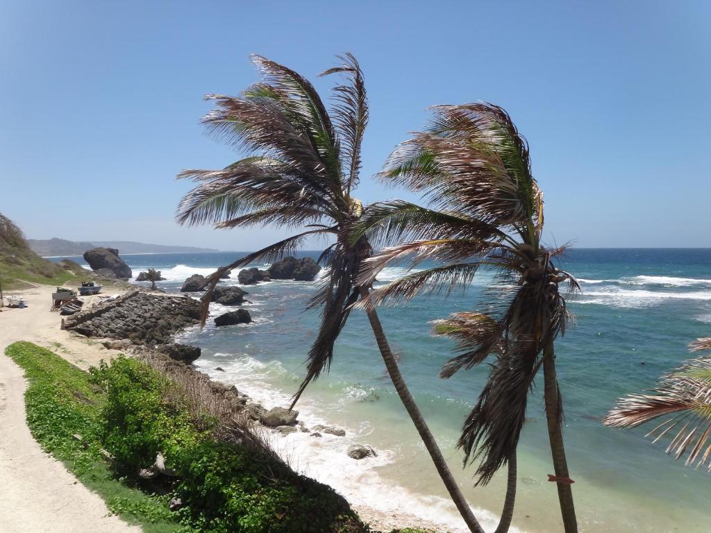 two palm trees on a beach near the ocean at The Atlantis Historic Inn in Saint Joseph