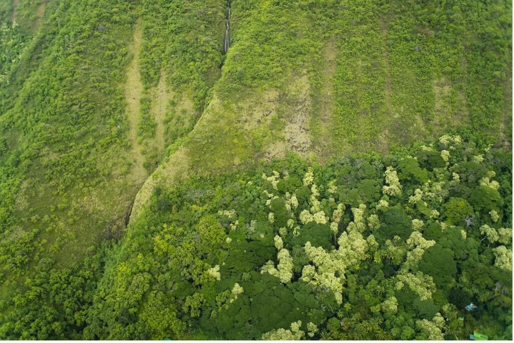 una vista aérea de un campo verde con árboles en Waipio Valley Botanical Garden, 