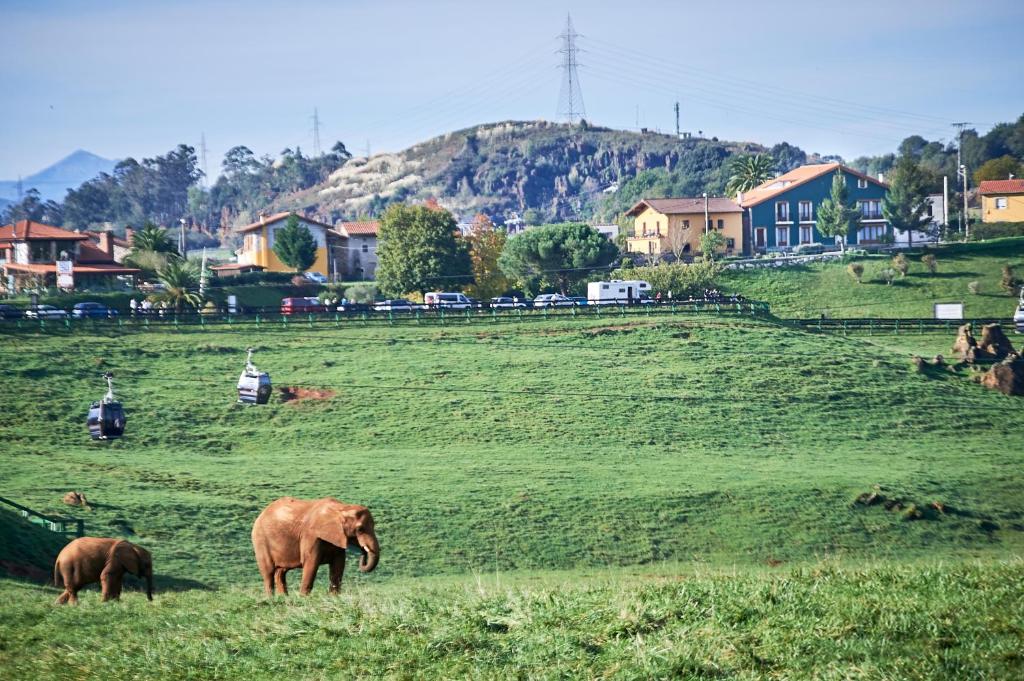 Zvířata v hotelu nebo okolí