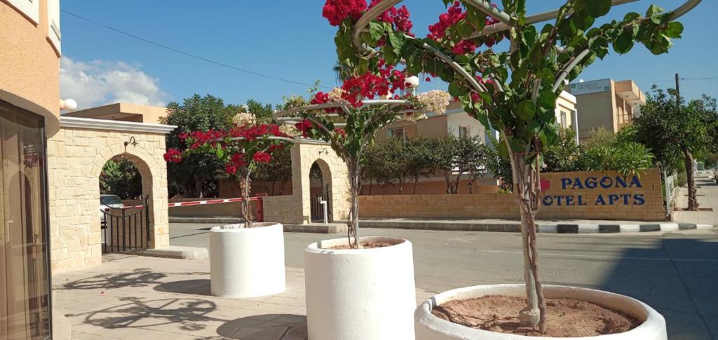 two potted trees in white pots on a street at Pagona Holiday Apartments in Paphos City