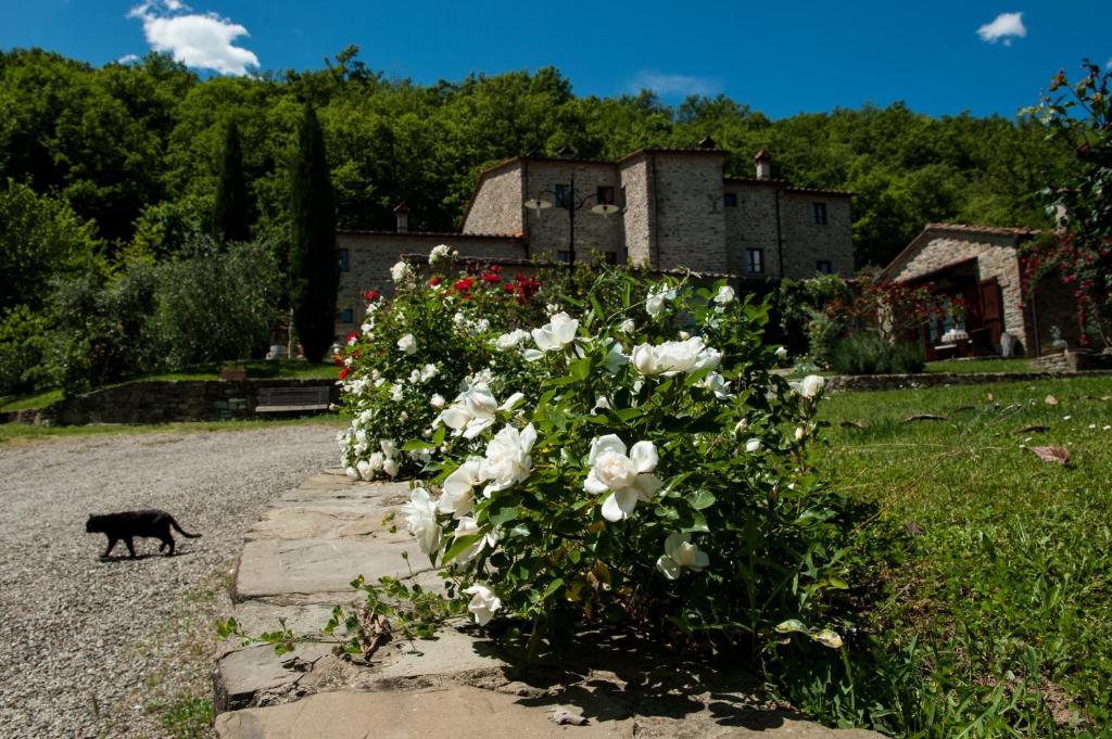 een zwarte kat die naast een bos bloemen loopt bij Agriturismo Azienda Agricola Il Pozzo in Capolona