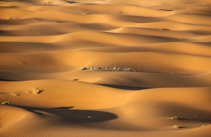 a group of camels walking through the desert at desert camp sahara luxury in Merzouga