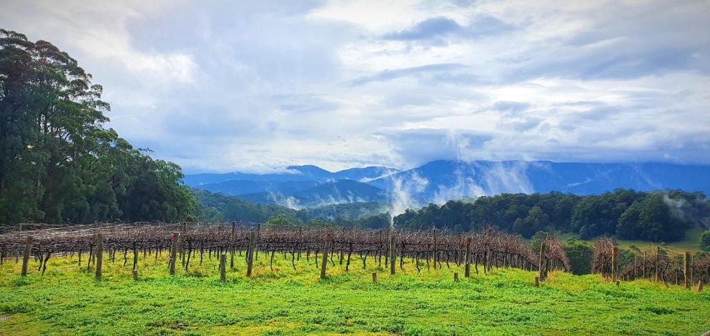 a field with a vineyard with mountains in the background at KiNam Vinea - A Vineyard Farmhouse in the Yarra Valley in Gladysdale
