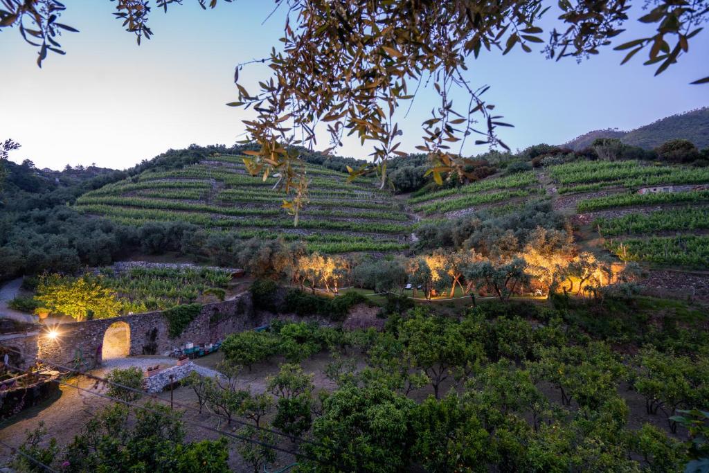 a view of a vineyard in the hills at dusk at Agriturismo Buranco in Monterosso al Mare