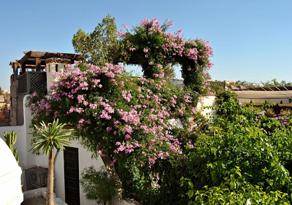 Um jardim no exterior de Riad Lyla