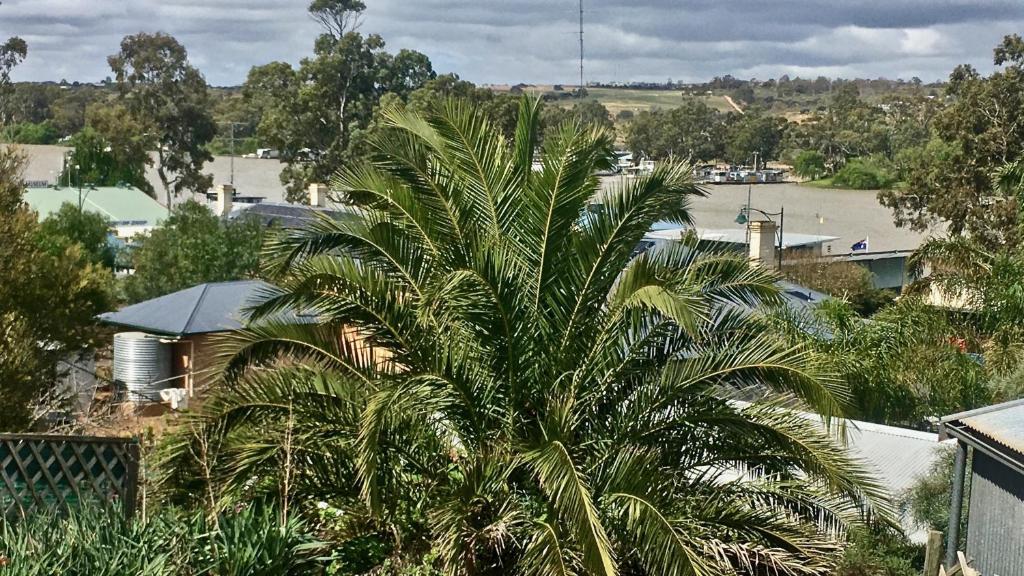 a palm tree in front of a house at Kitty Spain's Cottage in Mannum