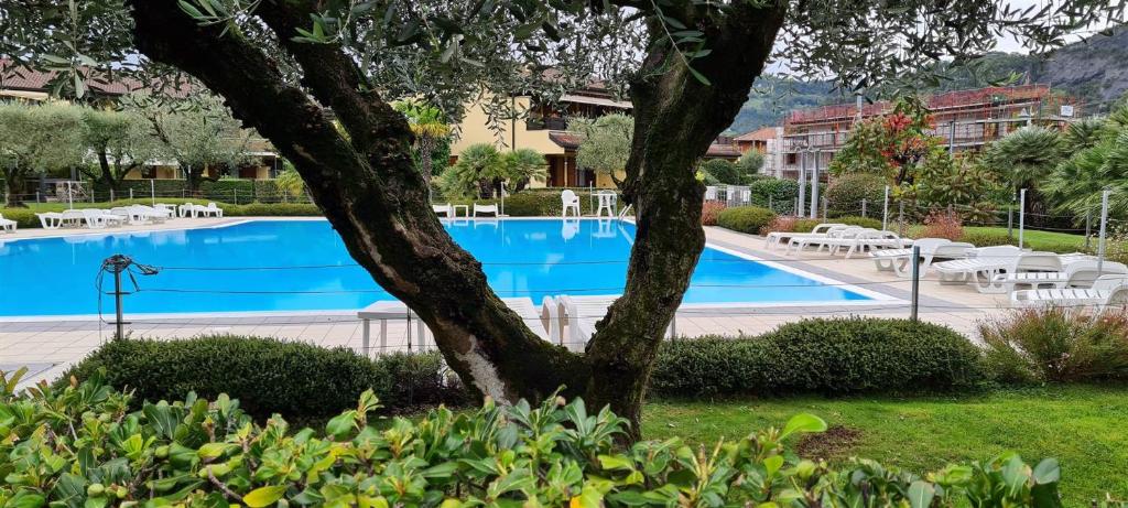 una grande piscina in un resort con un albero di La Casa di Lella in residence con piscina a Paratico
