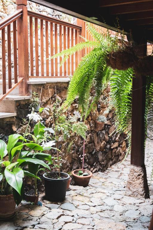 a group of plants in pots on a patio at Casa rural El Hornillo in Vallehermoso